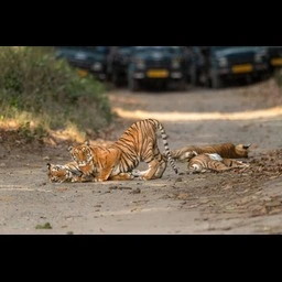 Jim Corbett National Park